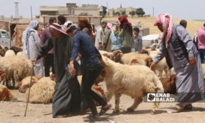 The livestock market is experiencing stagnation in Ras al-Ain due to the high prices of sacrificial animals - June 10, 2024 (Enab Baladi)