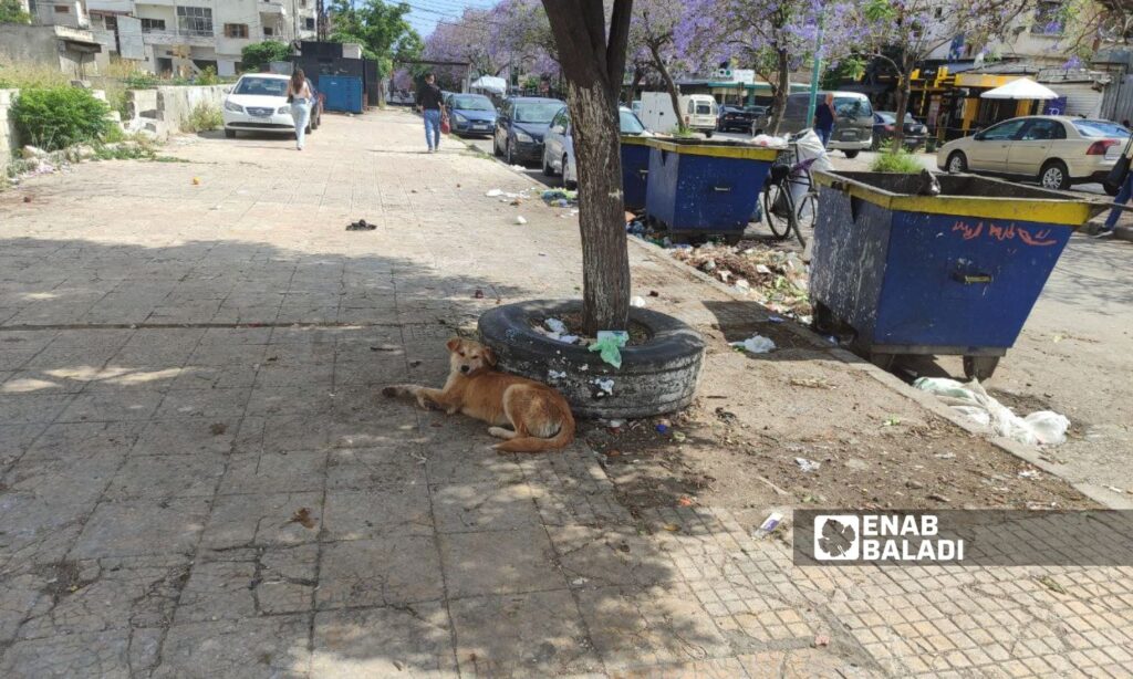 Stray dogs roam the streets of al-Awqaf neighborhood in Latakia - June 7, 2024 (Enab Baladi/Linda Ali)