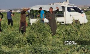 Low demand for buying watermelons in Idlib city - June 2, 2024 (Enab Baladi/Anas al-Khouli)