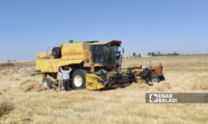 Wheat purchase prices do not satisfy farmers in Ras al-Ain - May 5, 2024 (Enab Baladi)
