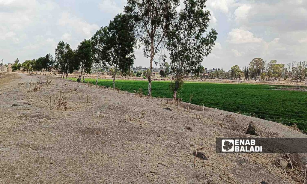 The impacts of the drying up of Lake Muzayrib in Daraa, western Syria - July 14, 2024 (Enab Baladi/Halim Muhammad)