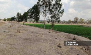 The impacts of the drying up of Lake Muzayrib in Daraa, western Syria - July 14, 2024 (Enab Baladi/Halim Muhammad)
