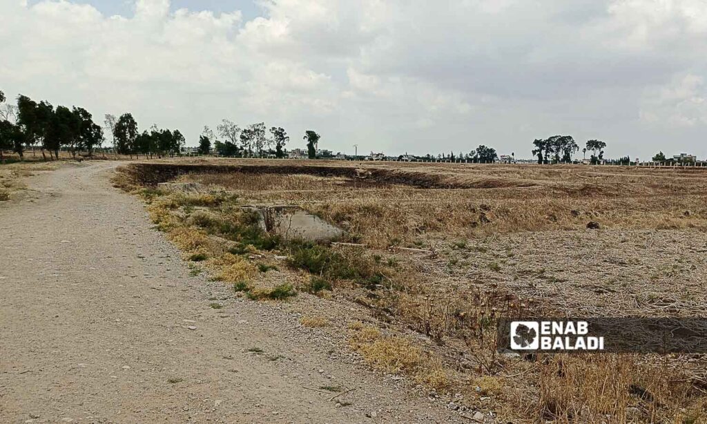 The impacts of the drying up of Lake Muzayrib in Daraa, western Syria - July 14, 2024 (Enab Baladi/Halim Muhammad)