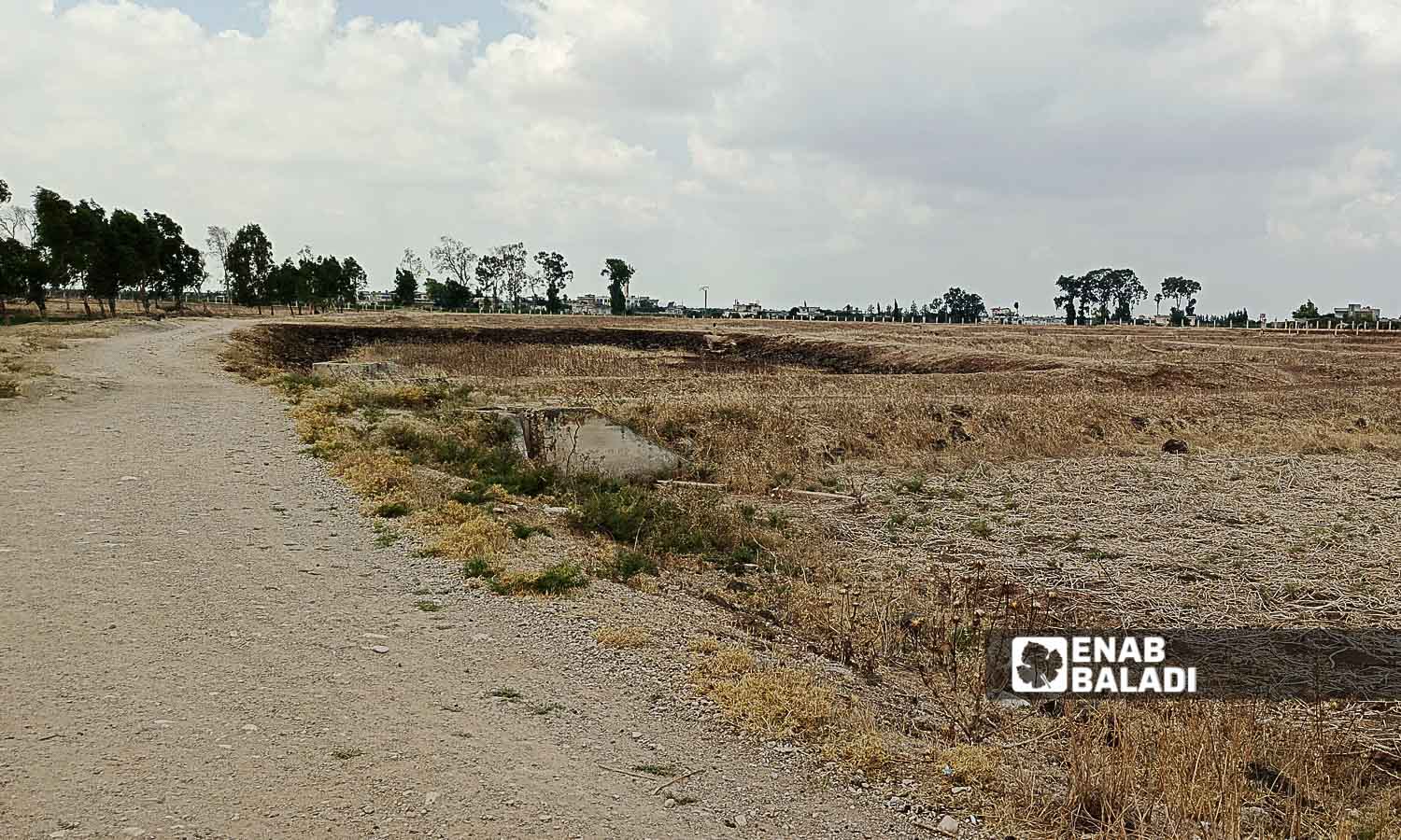 The impacts of the drying up of Lake Muzayrib in Daraa, western Syria - July 14, 2024 (Enab Baladi/Halim Muhammad)
