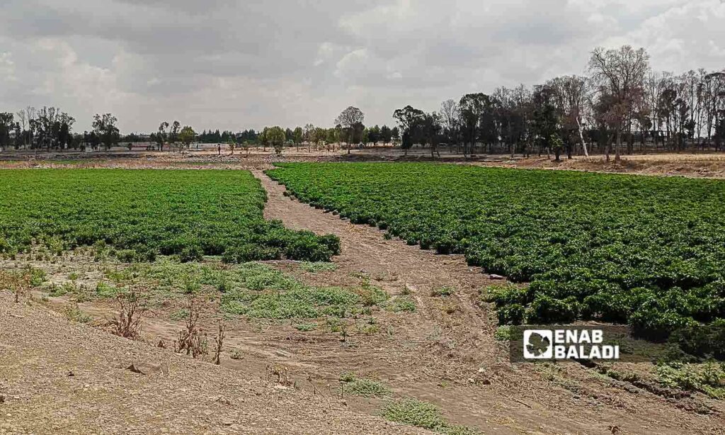 Lake Muzayrib in the western countryside of Daraa turned into agricultural land - July 14, 2024 (Enab Baladi/Halim Muhammad)