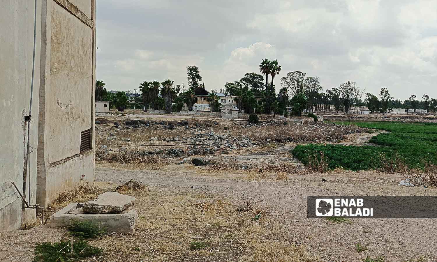 The impacts of the drying up of Lake Muzayrib in Daraa, western Syria - July 14, 2024 (Enab Baladi/Halim Muhammad)
