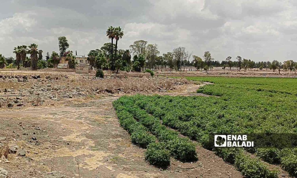 Lake Muzayrib in the western countryside of Daraa turned into agricultural land - July 14, 2024 (Enab Baladi/Halim Muhammad)