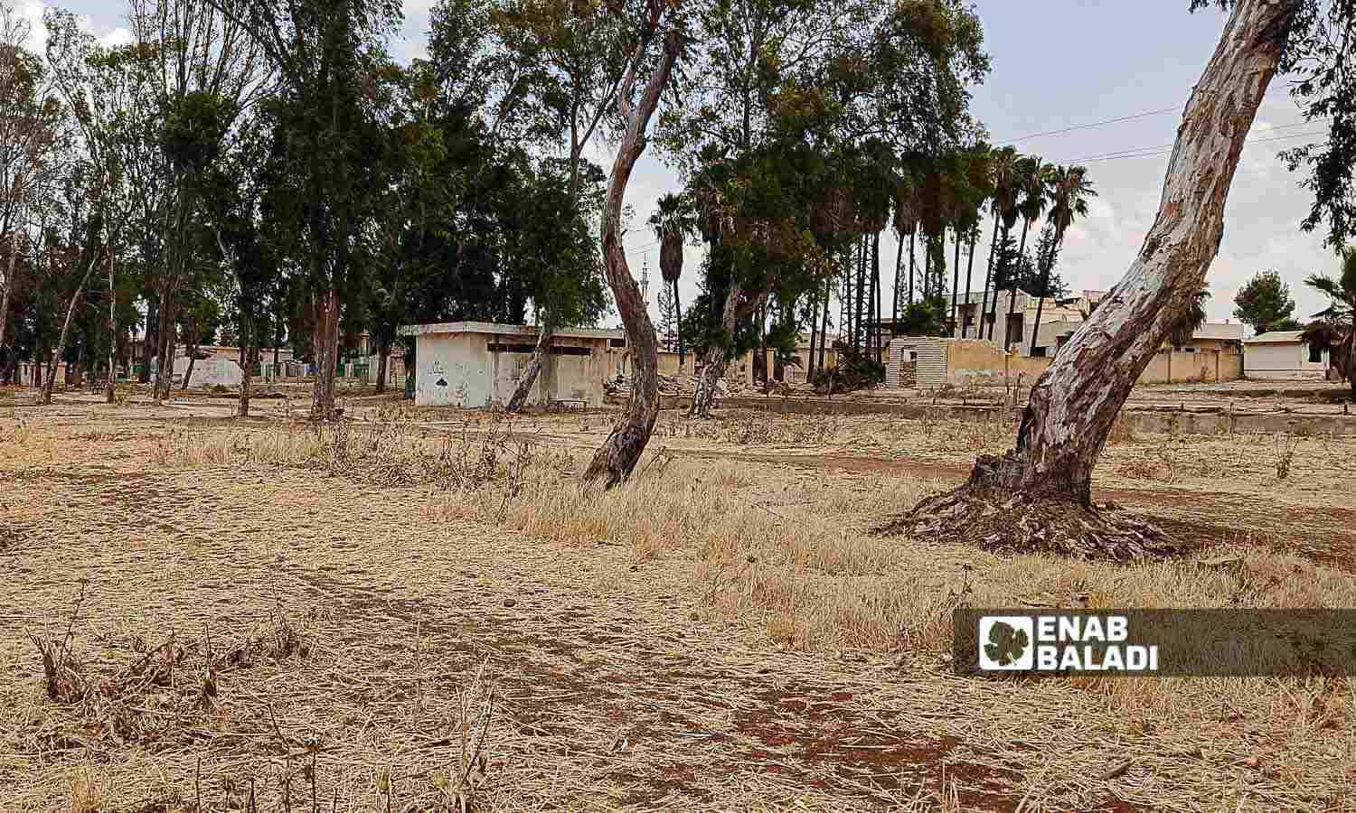 The impacts of the drying up of Lake Muzayrib in Daraa, western Syria - July 14, 2024 (Enab Baladi/Halim Muhammad)
