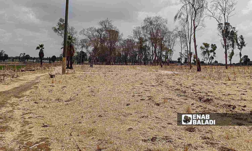 The impacts of the drying up of Lake Muzayrib in Daraa, western Syria - July 14, 2024 (Enab Baladi/Halim Muhammad)