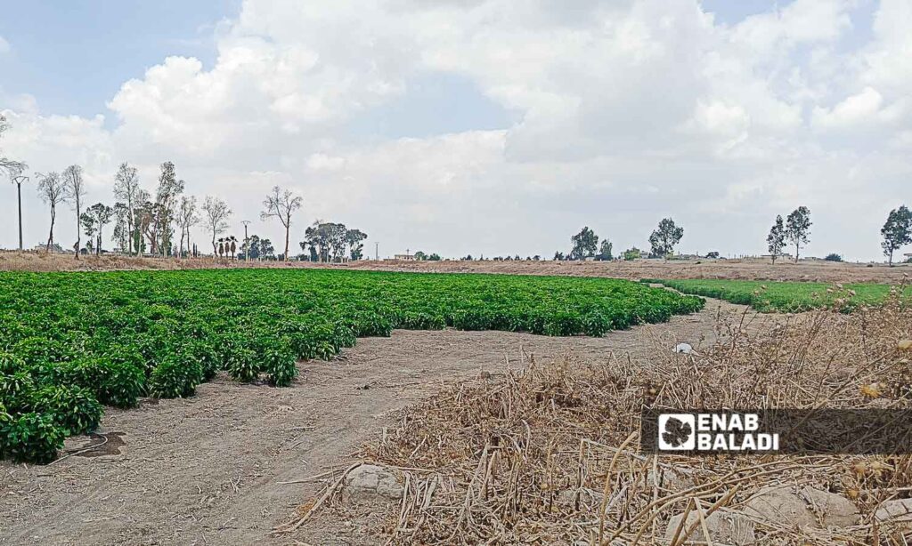 Lake Muzayrib in the western countryside of Daraa turned into agricultural land - July 14, 2024 (Enab Baladi/Halim Muhammad)