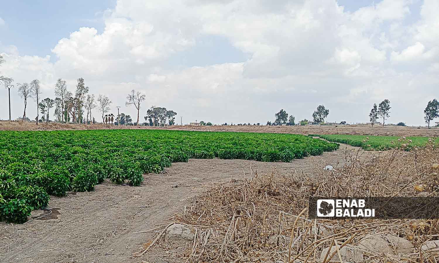 Lake Muzayrib in the western countryside of Daraa turned into agricultural land - July 14, 2024 (Enab Baladi/Halim Muhammad)
