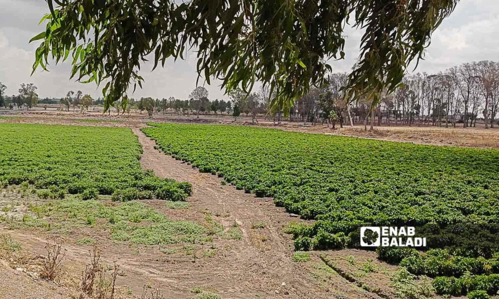 Lake Muzayrib in the western countryside of Daraa turned into agricultural land - July 14, 2024 (Enab Baladi/Halim Muhammad)