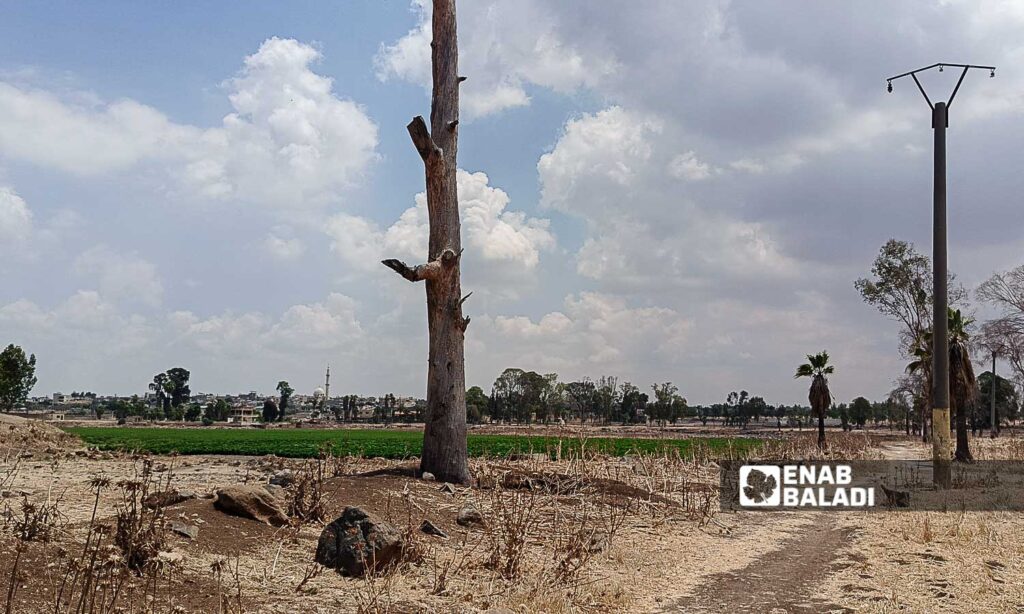 Lake Muzayrib in the western countryside of Daraa turned into agricultural land - July 14, 2024 (Enab Baladi/Halim Muhammad)