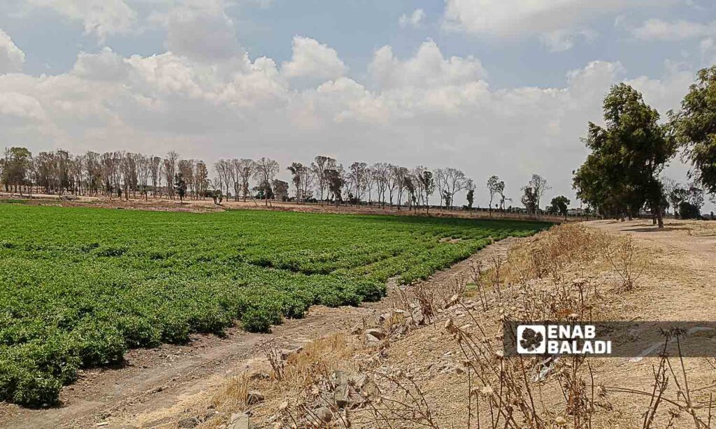 Lake Muzayrib in the western countryside of Daraa turned into agricultural land - July 14, 2024 (Enab Baladi/Halim Muhammad)