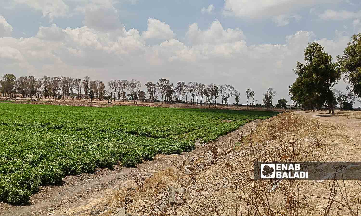 Lake Muzayrib in the western countryside of Daraa turned into agricultural land - July 14, 2024 (Enab Baladi/Halim Muhammad)
