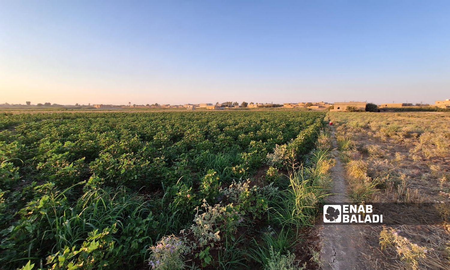 Agricultural land in the town of Abriha in the eastern Deir Ezzor countryside on the eastern bank of the Euphrates River - August 4, 2024 (Enab Baladi/Obadah al-Sheikh)