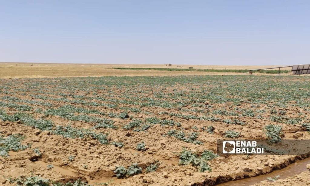 Farmers increase seeded watermelon plantations to achieve profit margins in Ras al-Ain - August 1, 2024 (Enab Baladi)