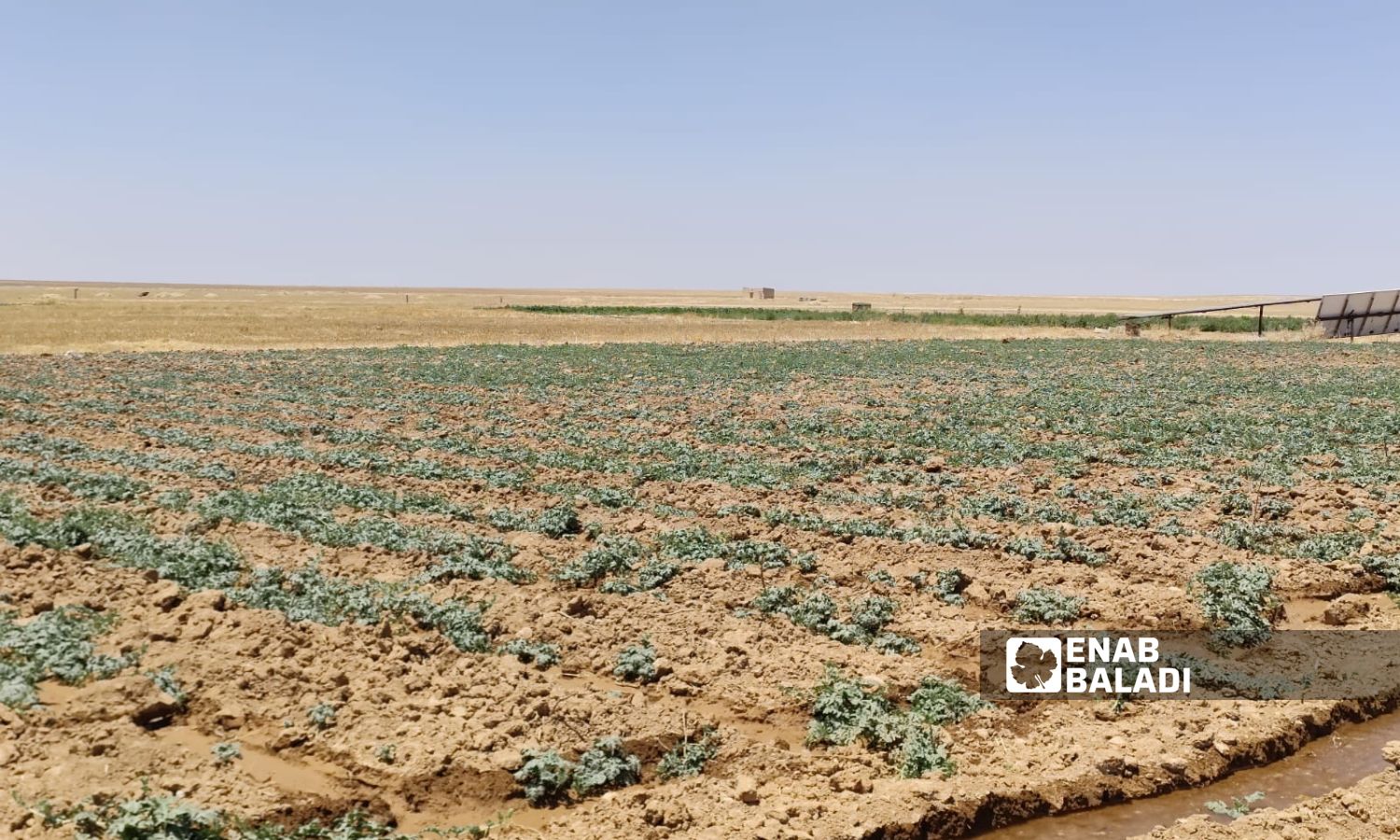 Farmers increase seeded watermelon plantations to achieve profit margins in Ras al-Ain - August 1, 2024 (Enab Baladi)