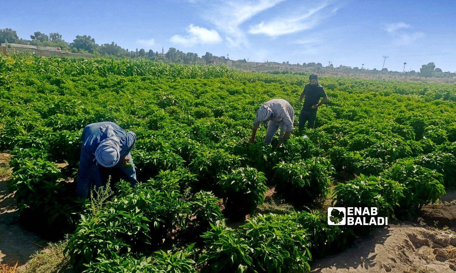 Summer vegetables ensure self-sufficiency for the residents of Ras al-Ain – August 14, 2024 (Enab Baladi)