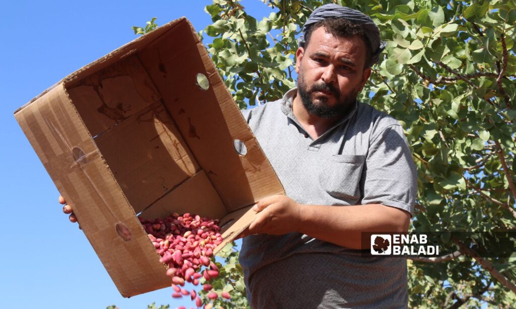 Pistachio is a strategic crop in rural Aleppo - August 2024 (Enab Baladi/Dayan Junpaz)