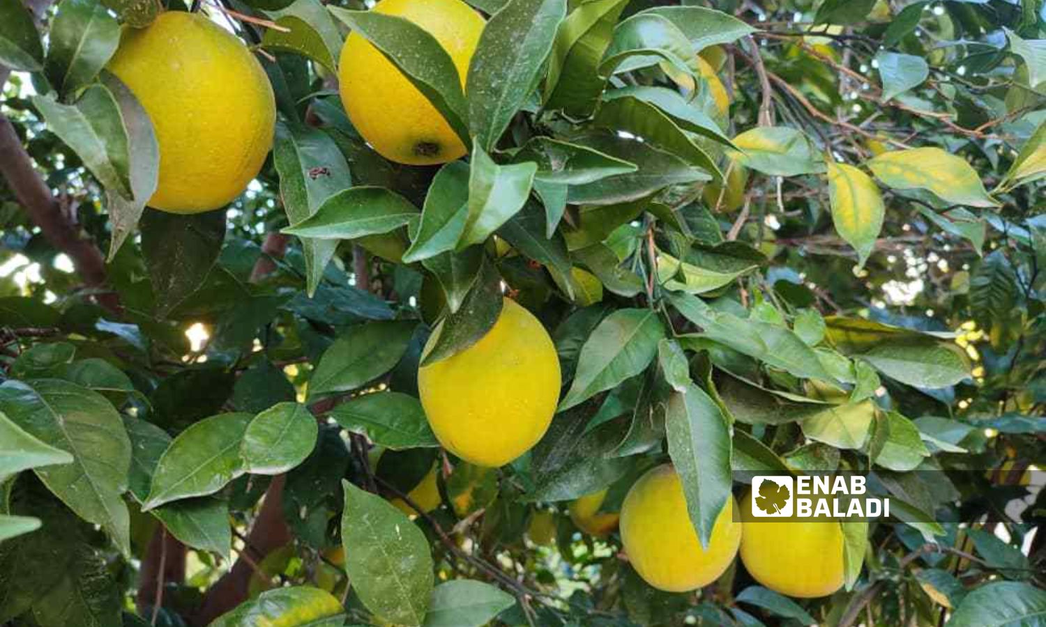 Citrus fruits of the "Abu Surra" variety in an orchard in the village of al-Samiyah in rural Latakia – October 2023 (Enab Baladi/Linda Ali)