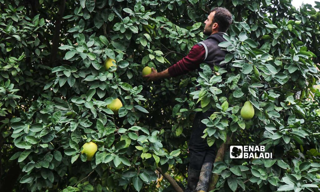 A farmer harvests pomelo fruits from one of the orchards in Darkush, Idlib countryside. December 17, 2022 (Enab Baladi/Mohammad Nasan Dabel)