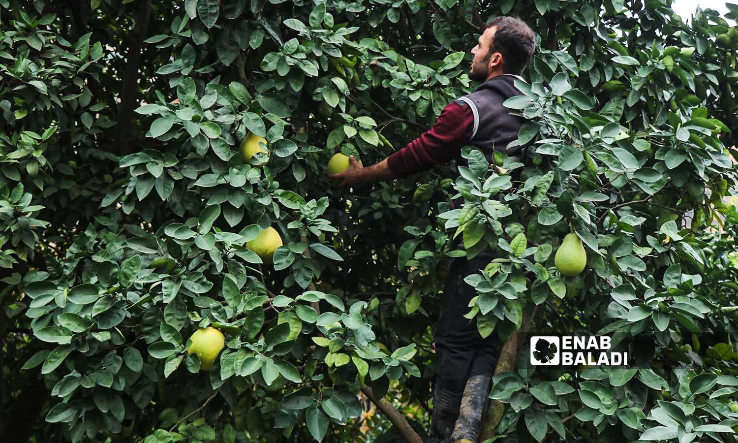 A farmer harvests pomelo fruits from one of the orchards in Darkush, Idlib countryside. December 17, 2022 (Enab Baladi/Mohammad Nasan Dabel)