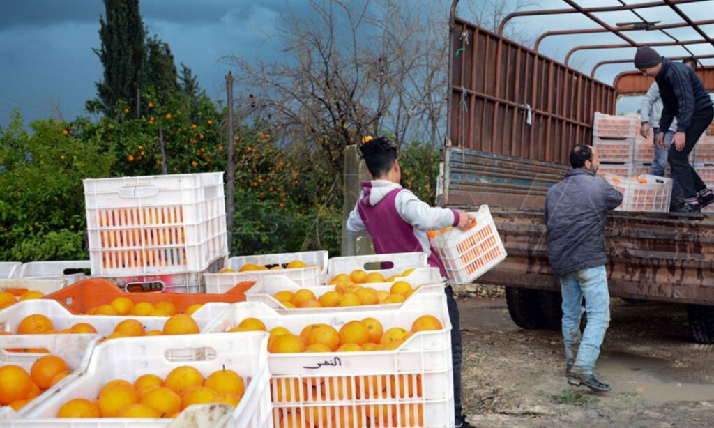 Preparation of citrus boxes for selling in the Syrian Trading Establishment’s halls in Latakia - January 13, 2022 (SANA)