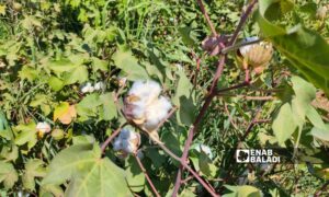 Cotton farmers in al-Hasakah await a suitable price for their crop - September 12, 2024 (Enab Baladi/Majd al-Salem)