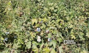 Cotton farmers in al-Hasakah await a suitable pricing for their crop - September 12, 2024 (Enab Baladi/Majd al-Salem)
