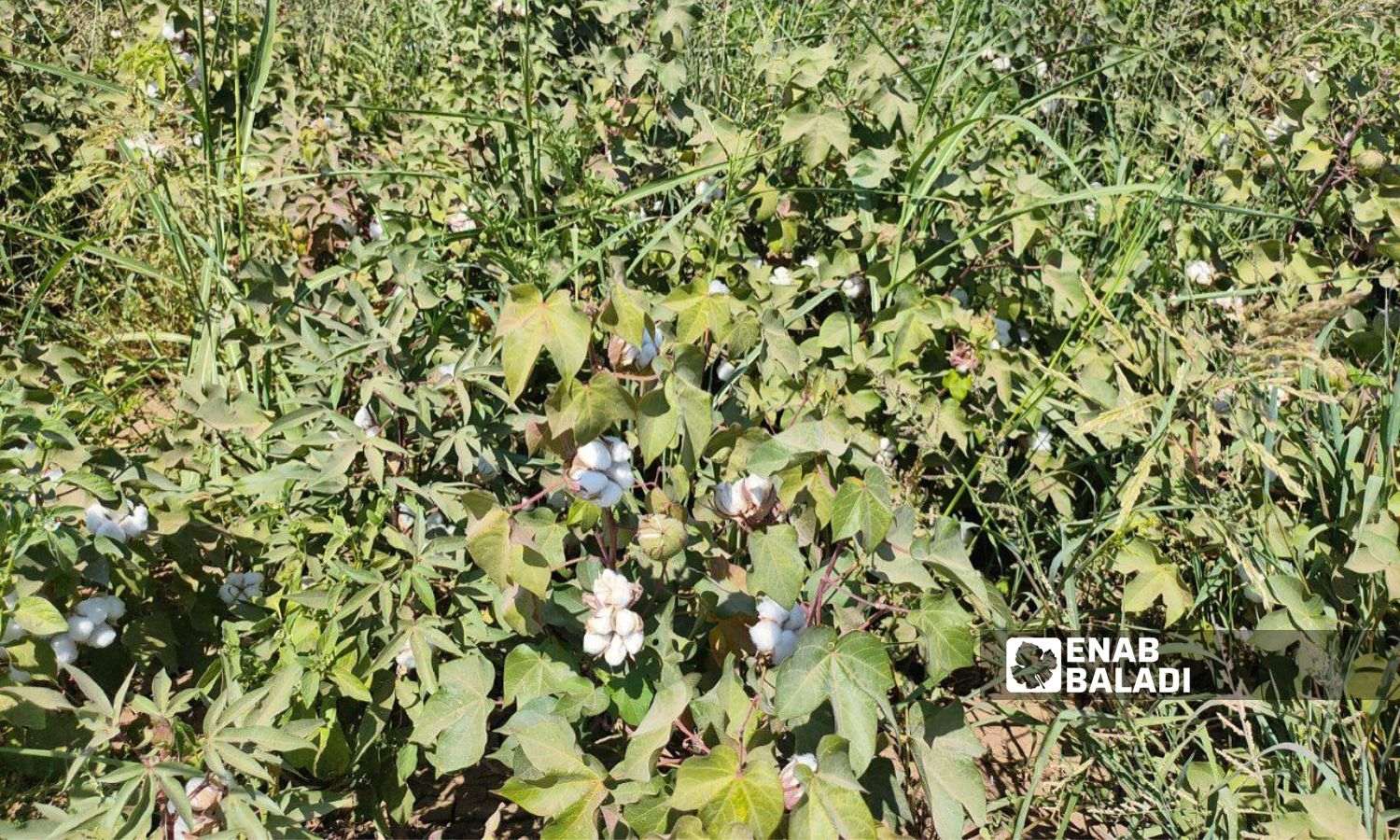 Cotton farmers in al-Hasakah await a suitable pricing for their crop - September 12, 2024 (Enab Baladi/Majd al-Salem)