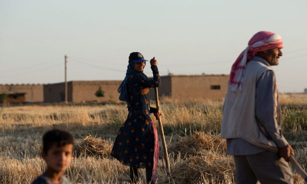 A family collects hay from a field in the countryside of Qamishli in northeastern Syria - July 1, 2022 (Reuters)