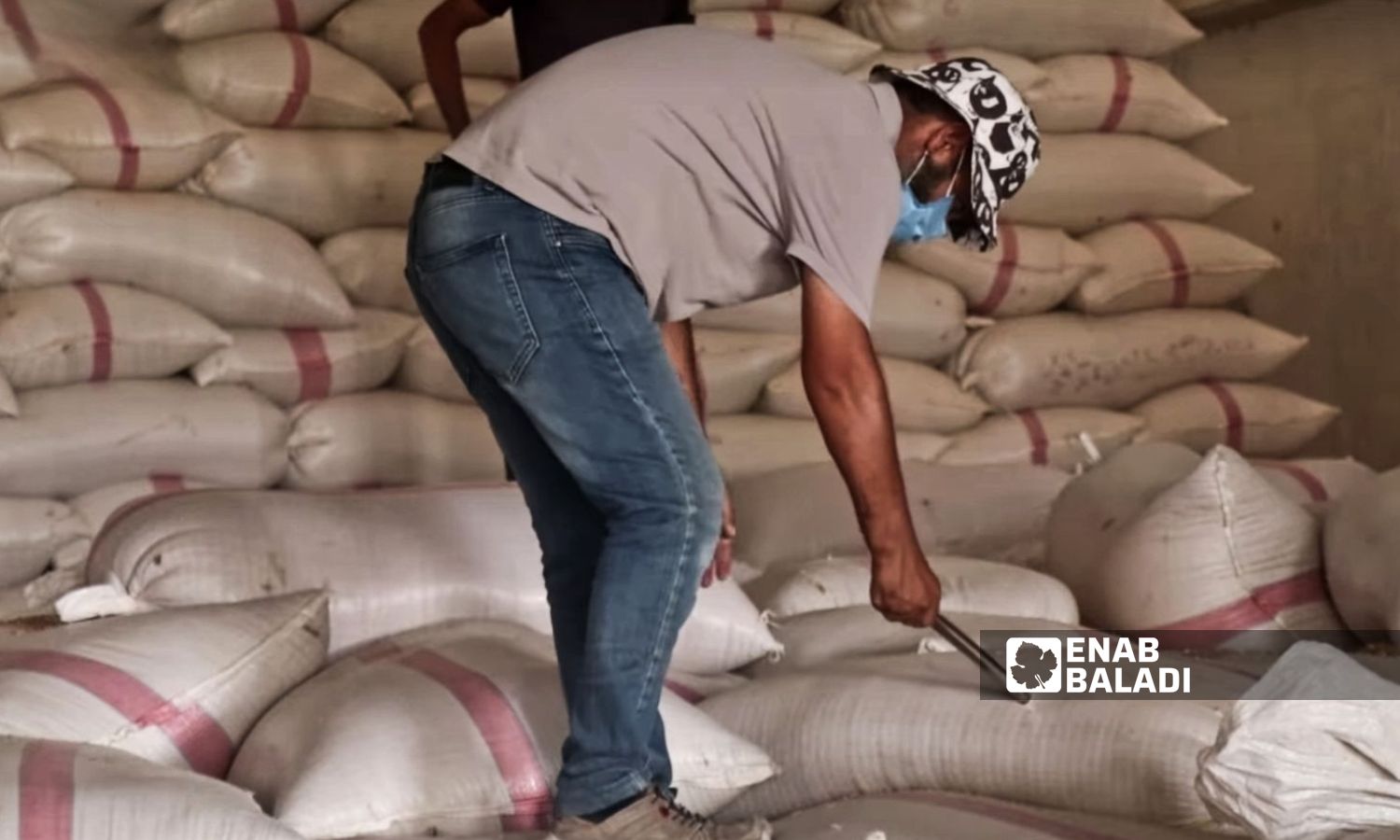 A man takes wheat samples in Ras al-Ain, northwest of al-Hasakah - July 27, 2024 (Enab Baladi)