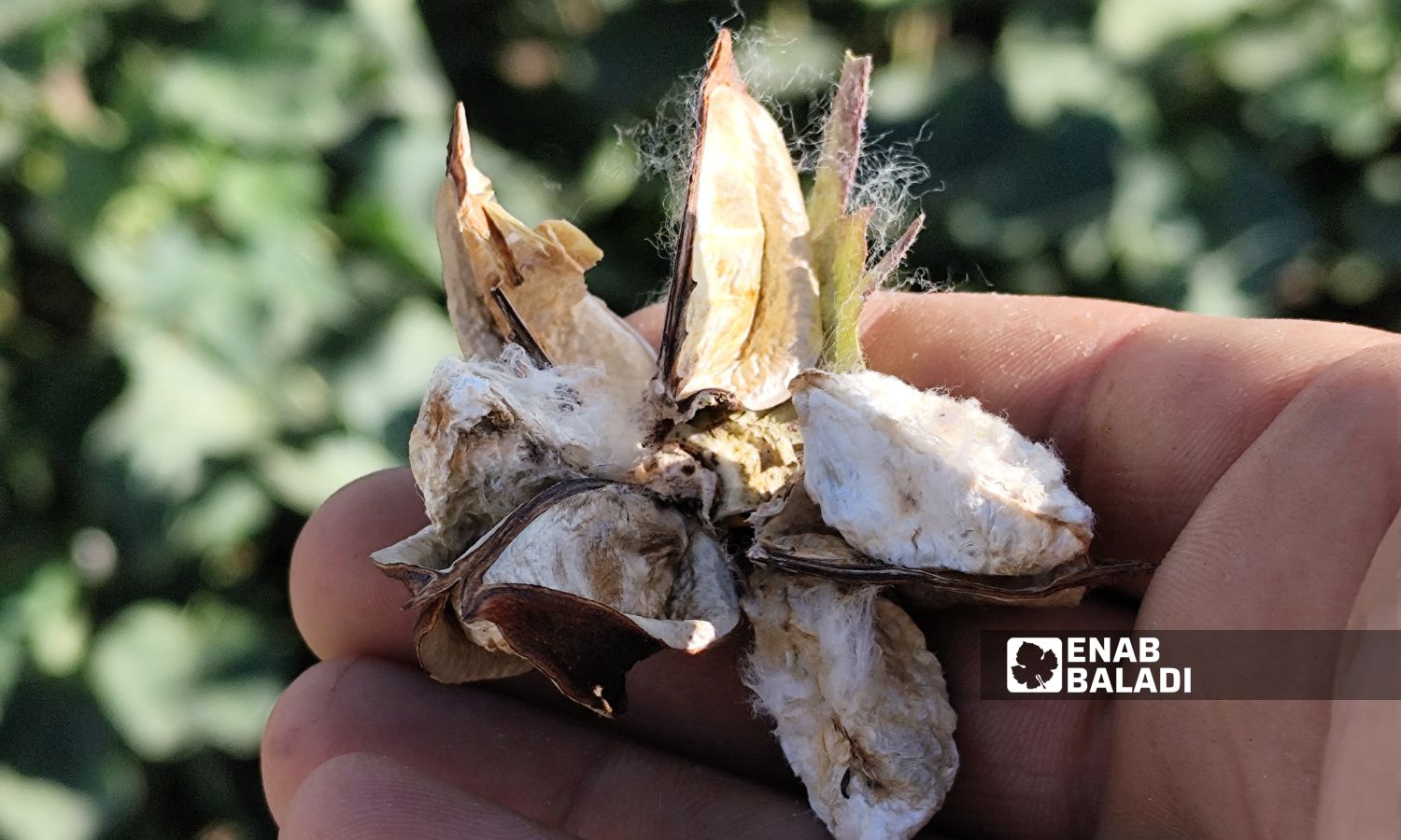 The cotton worm has damaged the crop in Ras al-Ain in northwestern al-Hasakah - September 2, 2024 (Enab Baladi)