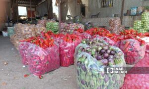 Families have reduced the quantities of Makdous this year, and some could not prepare it - September 2024 (Enab Baladi/ Linda Ali)