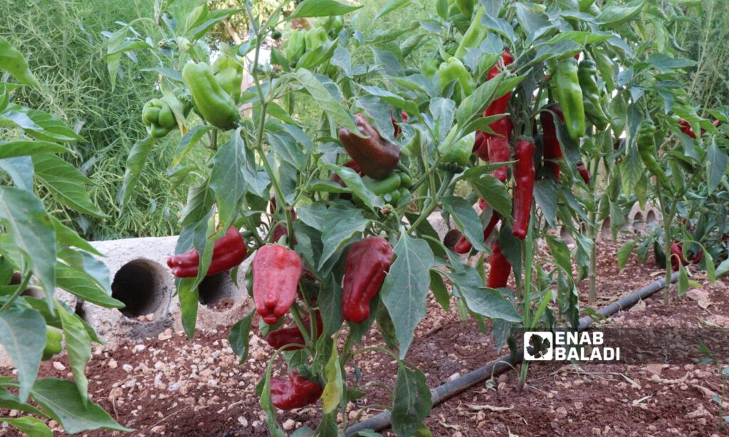 The red pepper crop is a popular produce in northern rural Idlib – August 2024 (Enab Baladi/Mohamed Masto)