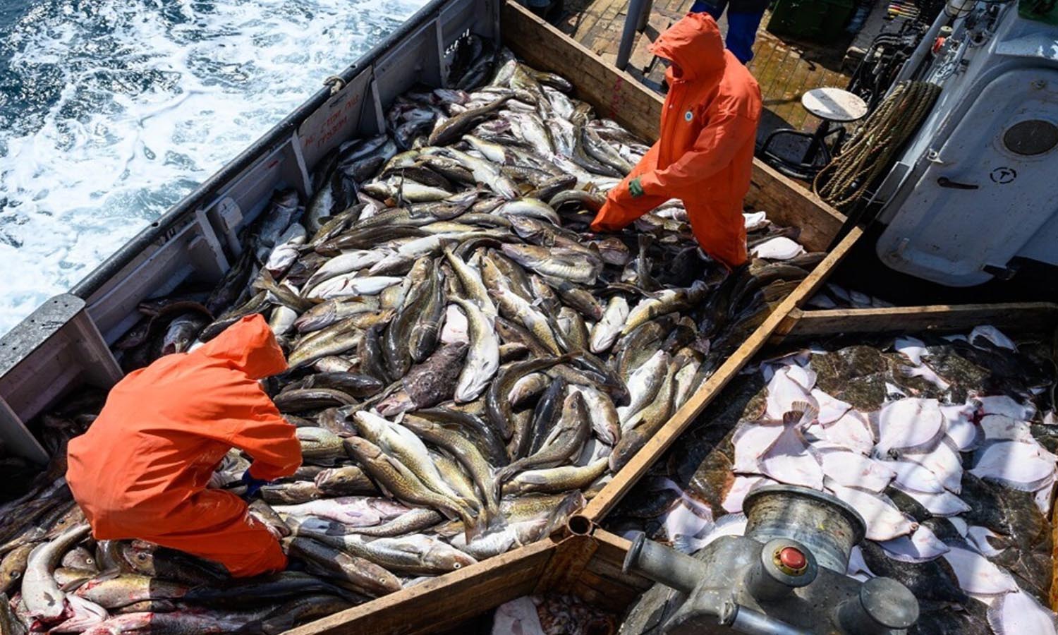 Fishery activities in the Sea of Okhotsk, Russia - May 18, 2023 (Sputnik)