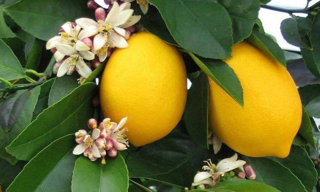 Lemon fruits in a nursery in the Syrian coastal region - September 8, 2022 (Al-Khair nurseries in the coastal region/Enab Baladi)