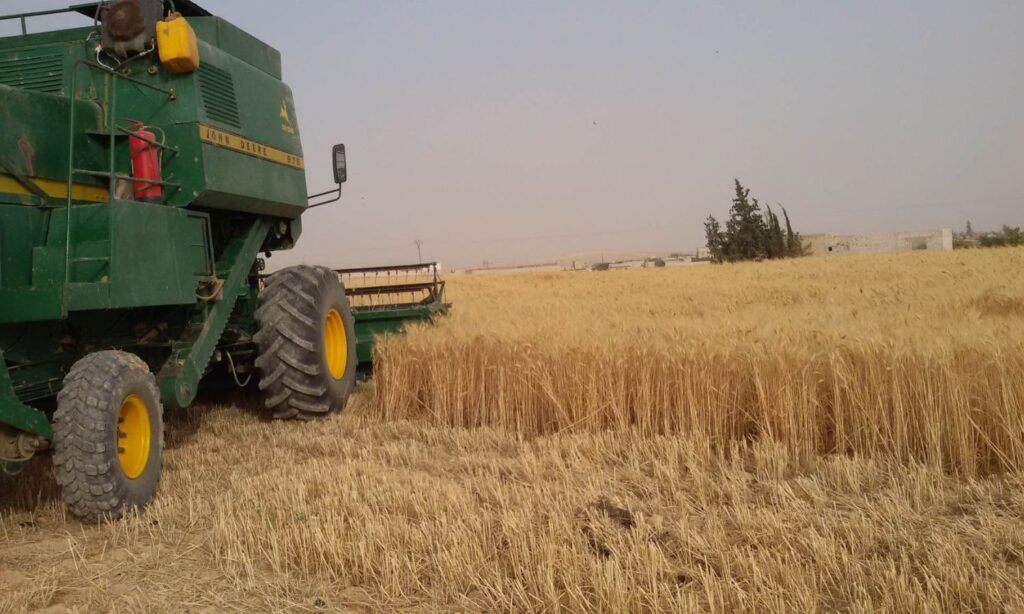 Harvesting the wheat crop in al-Dumayr area of rural Damascus - May 25, 2023 (General Union of Farmers/Facebook)