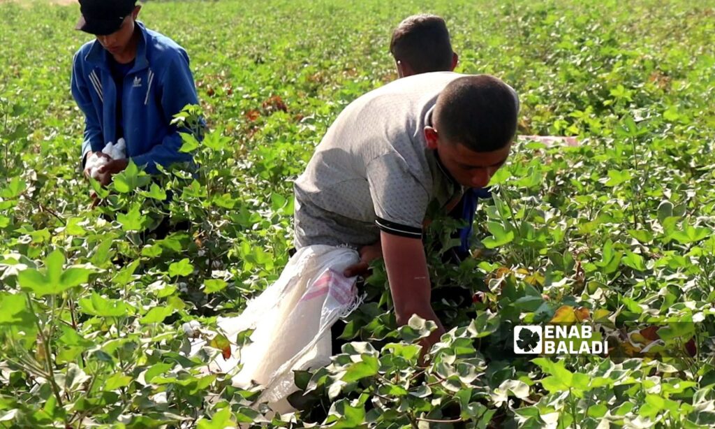 Cotton picking wages do not satisfy workers in Ras al-Ain, northwest of al-Hasakah - September 28, 2023 (Enab Baladi)