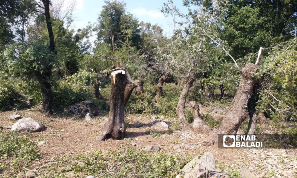 Felled trees in the Jubata al-Khashab reserve, Quneitra – September 9, 2024 (Enab Baladi/Zain al-Joulani)