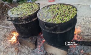 Boiling olive fruits for "Khraij" oil production in Latakia - September 25, 2024 (Enab Baladi/Linda Ali)