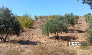 Agricultural land with olive trees in the northern Quneitra governorate in southern Syria - October 20, 2024 (Enab Baladi/Zain al-Joulani)