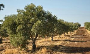 In the city of Homs in central Syria, there are 15 million and 600 thousand olive trees (Homs governorate/Facebook)
