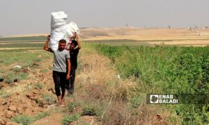 Cotton purchase prices do not match the costs of its cultivation in Ras al-Ain, northwest of al-Hasakah - September 28, 2023 (Enab Baladi/Hussein Shaabo)