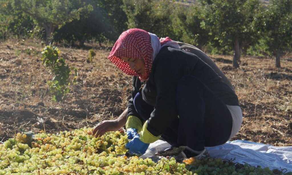 The grape harvesting season starts in September each year in As-Suwayda - September 14, 2024 (Tishreen newspaper)