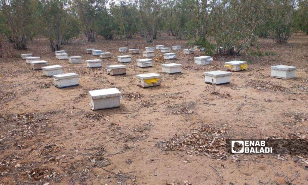 Beehives owned by one of the beekeepers in Quneitra province, southern Syria – October 16, 2024 (Enab Baladi/Zain al-Joulani)