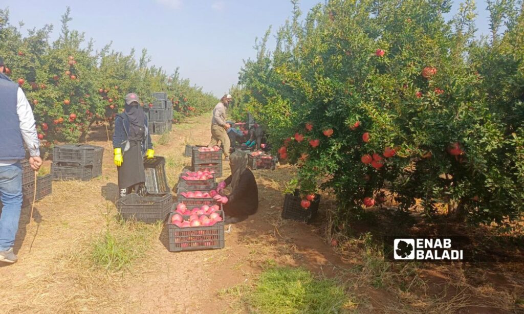 Workers harvesting pomegranates in the western rural area of Daraa - October 10, 2024 (Enab Baladi/Halim Muhammad)