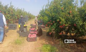 Workers harvesting pomegranates in the western rural area of Daraa - October 10, 2024 (Enab Baladi/Halim Muhammad)
