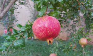 Pomegranate molasses production in Homs has been active since the end of September each year (Agricultural Media in Syria)